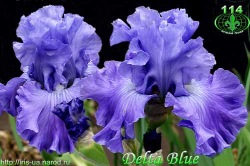 Delta Blue