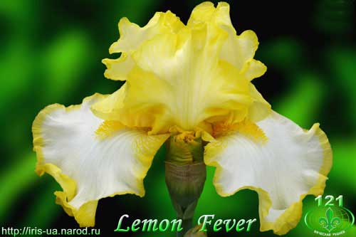 ирис Lemon Fever