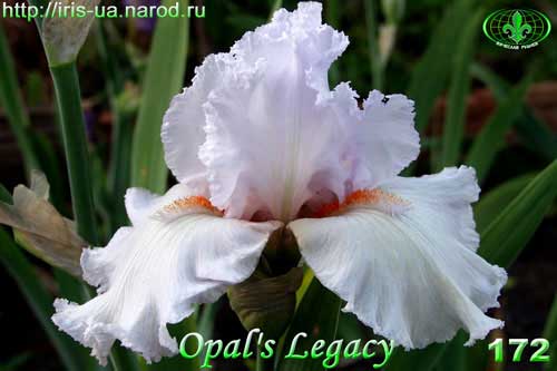 Opal's Legacy