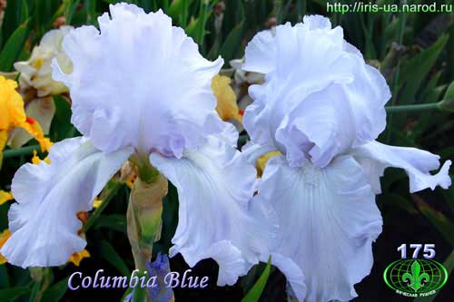 ирис Columbia Blue