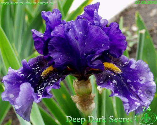 ирис Deep Dark Secret