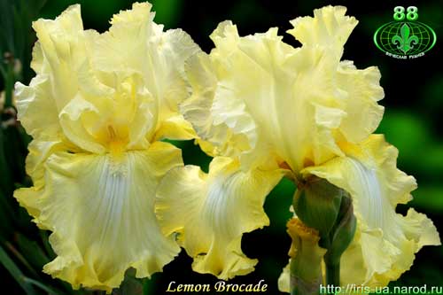 Lemon Brocade