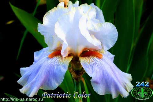 ирис Patriotic Color