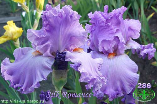 ирис Silk Romance